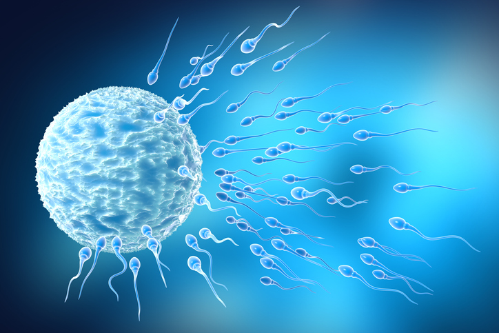 Prostate Health: The Ultimate Guide: Sperm produced in prostate