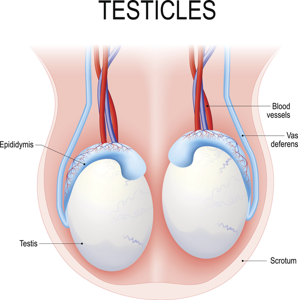 Testosterone Health: The Ultimate Guide:  Diagram of Testicles